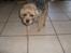 Border terrier Cindarella In Blue(Zoffy)