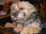Border terrier Cindarella In Blue(Zoffy)