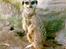 Chihuahua Mischa