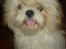 Shih tzu Jason R.I.P. <3