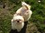 Shih tzu Jason R.I.P. <3
