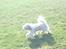 Shih tzu Jason R.I.P. <3