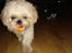 Shih tzu Jason R.I.P. <3