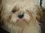 Shih tzu Jason R.I.P. <3