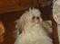 Shih tzu Jason R.I.P. <3