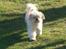 Shih tzu Jason R.I.P. <3