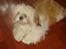 Shih tzu Jason R.I.P. <3