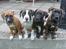 Blanding af racer tess - tess sammen med thea, ivan og simba