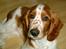 Welsh springer spaniel Enya