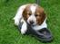 Welsh springer spaniel Enya