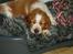 Welsh springer spaniel Enya