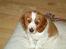Welsh springer spaniel Enya