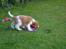 Welsh springer spaniel Enya