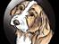 Bearded collie Bounty R.I.P - Billed tegnet af Julie, smukt minde om Bounty.......