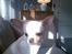 Chihuahua Jack