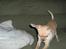 Chihuahua Jack