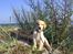 Labrador retriever felix