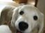Golden retriever Tilde - jeg er glad idag!