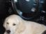Golden retriever Tilde - ej, hvorfor vækkede i mig? jeg sov lige så godt!