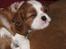 Cavalier king charles spaniel Clasic Star Citha RIP 30-7 2017