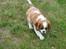 Cavalier king charles spaniel Clasic Star Citha RIP 30-7 2017