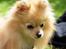 Pomeranian Pomzoo's Ice On Fire Amy - nyt nu med sommerpels :)