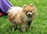 Pomeranian Pomzoo's Ice On Fire Amy - nyt nu med sommerpels :)
