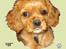 Cavalier king charles spaniel aZalia's Coco - Tegnet af Hans F herinde fra.. super flot ik..
