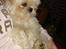 Shih tzu Jason R.I.P. <3
