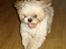 Shih tzu Jason R.I.P. <3