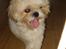 Shih tzu Jason R.I.P. <3
