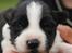 Border collie Brandy † RIP- 7-10-2009 †