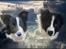 Border collie Brandy † RIP- 7-10-2009 † - Smukt lavet af ~ • Belinda • ~, mange tak :-)