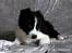 Border collie Brandy † RIP- 7-10-2009 †