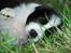 Border collie Brandy † RIP- 7-10-2009 †