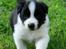 Border collie Brandy † RIP- 7-10-2009 †