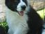 Border collie Brandy † RIP- 7-10-2009 †