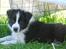 Border collie Brandy † RIP- 7-10-2009 †