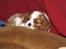 Cavalier king charles spaniel Clasic Star Citha RIP 30-7 2017