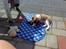 Cavalier king charles spaniel Clasic Star Citha RIP 30-7 2017