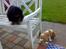 Cavalier king charles spaniel Clasic Star Citha RIP 30-7 2017