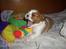 Cavalier king charles spaniel Clasic Star Citha RIP 30-7 2017