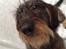 Gravhund *Betzy *