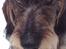 Gravhund *Betzy *