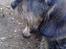 Gravhund *Betzy *