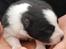Border collie Mini 
