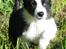 Border collie Mini 