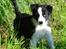 Border collie Mini 