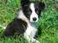 Border collie Mini 