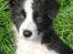 Border collie Mini 